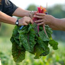Swiss chard exchanging hands at Genesis Farm.