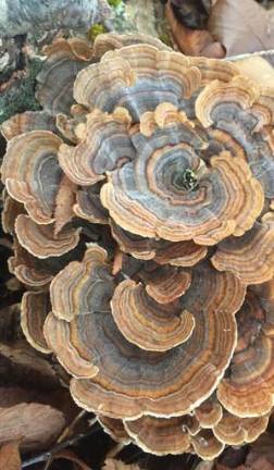 Turkey tail