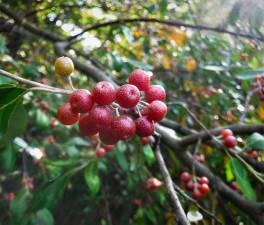 Autumn olive’s small one-seeded fruits, commonly called berries, are some of the tastiest wild fruits around.