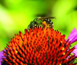 A sweat bee on a echinacea coneflower, one of North America’s 4,000 or so species of native bees.