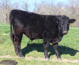 A cow at Kezialain Farm in the Town of Minisink, N.Y., which has been in the Lain family since 1775.