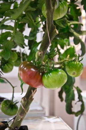 You’ve never seen tomatoes grown quite like this