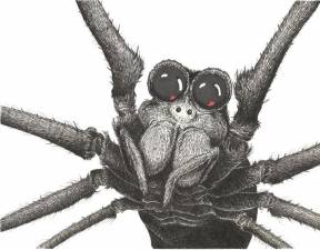 Maxfield chose the ogre-faced spider because of its “two huge front-facing eyes... I figured that people tend to connect better to animals that have big round eyes like that.” Insect declines are having knock-on effects up the food chain on animals like birds and spiders, whose webs have fewer bugs in them these days.