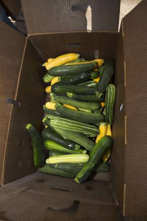 Fresh zucchini harvsted from J&amp;A Farm in Goshen gets boxed for delivery by the gleanmobile
