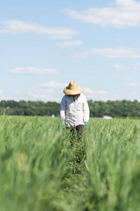 Jessica, 32, from Mexico, working in the black dirt onion fields.