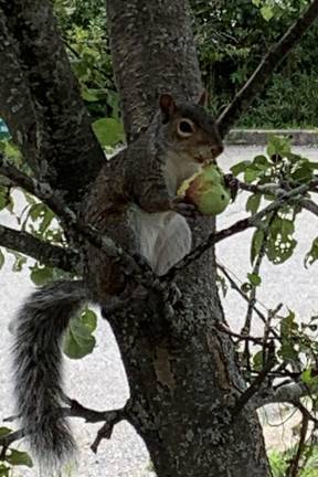 A squirrel munching an apple from our driveway apple tree.
