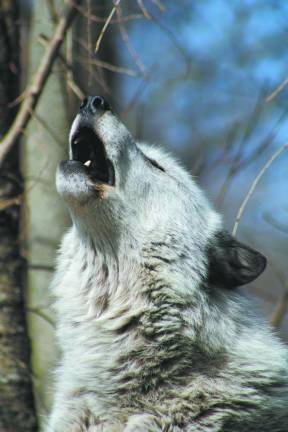 A wolf at the Wolf Conservation Center in South Salem, NY. Wolves howl to find a mate, as a rallying call to gather their family, to advertise their territory, as a defensive strategy and as “social glue.”