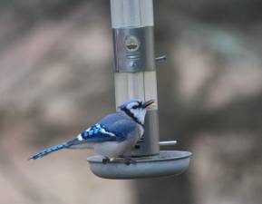 The blue jay.