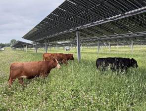 Growing power, growing food