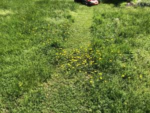 My yard, a drunkard’s path of buttercups