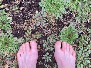 Walking barefoot, you don’t just <i>see </i>the tiny plants. You feel and smell them too.