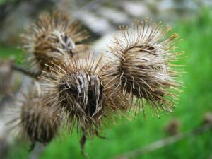 Burdock’s spikey, thistle-like flowers transform into the burs that we find in our sweaters and pup’s fur.