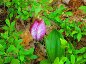 A pink lady’s slipper orchid, the first the writer had seen in years.