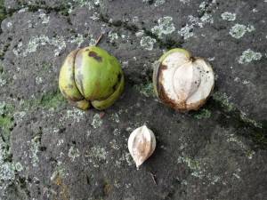 Closely related to the pecan, the shagbark hickory nut is equally delicious