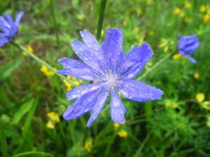 Chicory flowers in summer, but offers food (and a coffee-like brew) year-round.