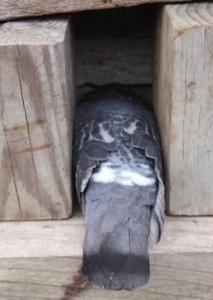 A dead, young pigeon the writer discovered last winter on his farm.