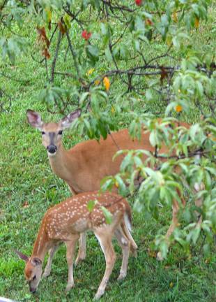 A doe with two fawns visited the peach tree regularly.