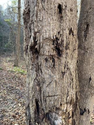 In the winter woods of Fitzgerald Falls, it’s not hard to imagine ancient faces onto bare tree trunks.
