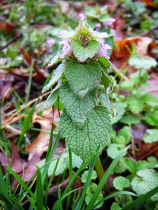Use purple dead nettle to make pesto, pizza or as a salve for bug bites.