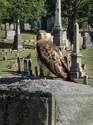 This red-tail hawk adds an enchanted layer to the quiet beauty of the Warwick Cemetery.