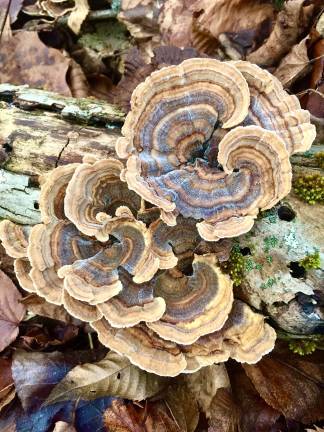The mushroom that looks like autumn