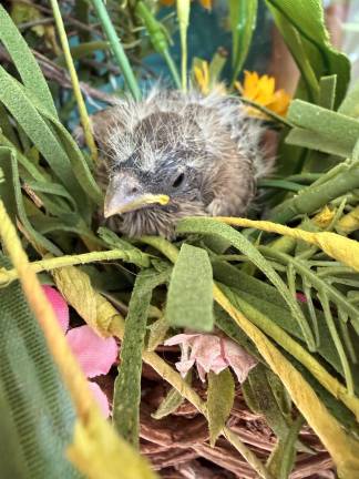 After its siblings had flown, the final fledgling was wedged deep in the flower stems,