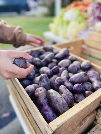 <b>Choosing</b>, 2025 — Beacon Farmers’ Market (Long Season Farm)