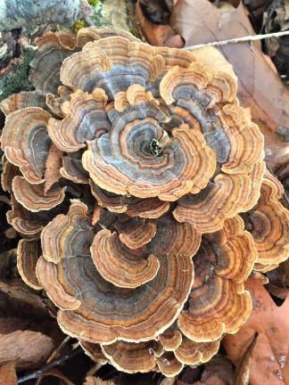 Look for turkey tail on hardwood logs, snags and stumps.