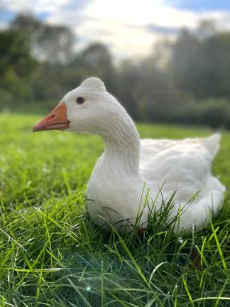 Venjara’s Tufted Roman Goose, Iqbal