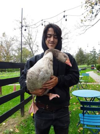 Livestock mananger Raphael Cox, of Warwick, with Bilou Bilou the goose.