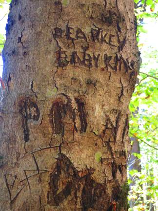 Some people are not content with the trail register and feel compelled to write on tree trunks.