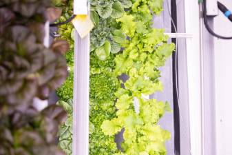 “Chef Danny” Amend’s favorite of the crops that he grows is salinova oak leaf lettuce, the middle row. “It’s a beautiful head lettue, it almost looks like a hedgehog to me,” said Amend.