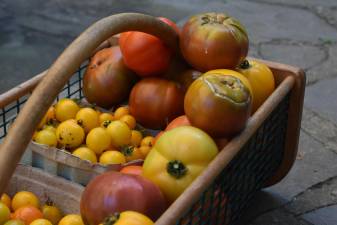 Tomato boomtime, the moment we wait for all year.