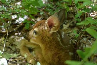 The noisy fawn