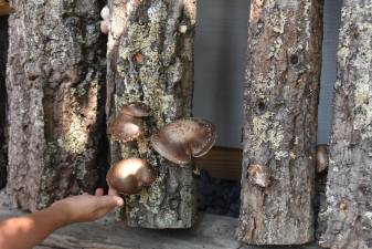 A young visitor to Venjara’s homestead examines a shiitake to see if it’s ready for harvest.
