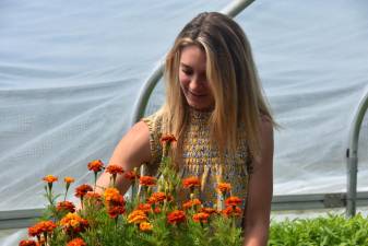 Sarah Hambrick with a flat of marigolds growing in a greenhouse in Chester.