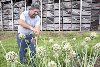 Next year’s onions are in the bag