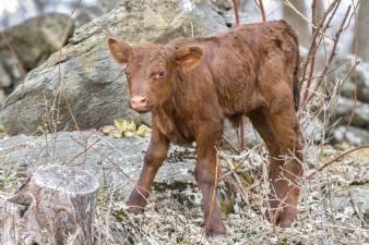 Meet the first calves of the year