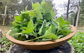 The plant that bites back