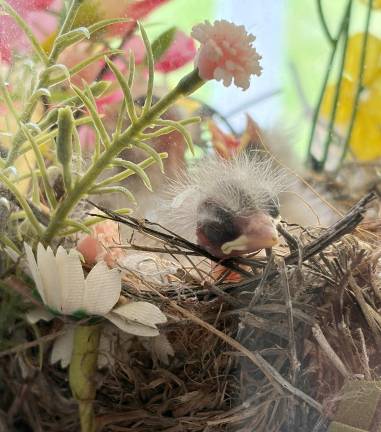 A house finch makes her nest