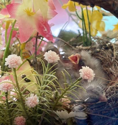 A house finch makes her nest
