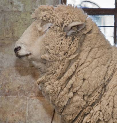 Sheep to sweater