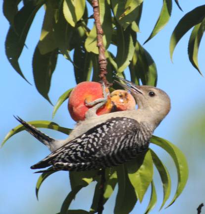 The northern flicker, a woodpecker-like bird, stabbed the peaches to determine which were ripe.