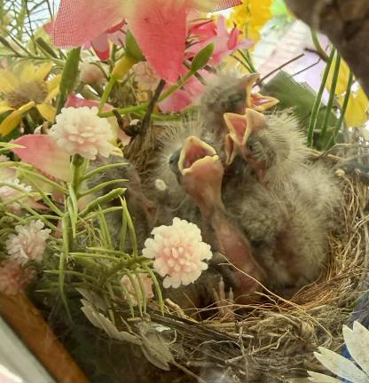 A house finch makes her nest