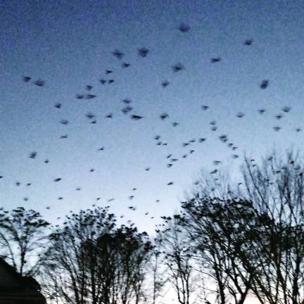 Countless crows