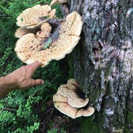 The least daunting of wild mushrooms