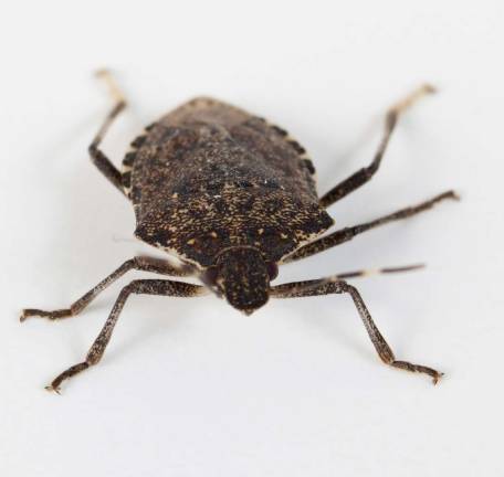 Stink bug or Shield bug facing the camera on a white background
