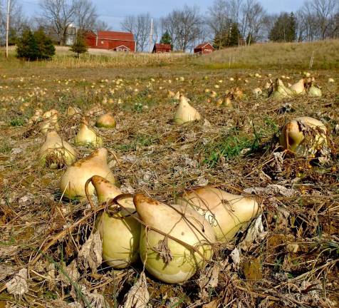 Gourds drying in the fields