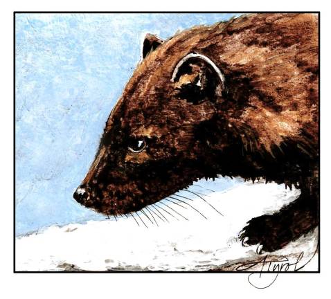 Nearly extirpated in our region by the early 1900s thanks to trapping and deforestation, fishers are making a strong comeback from the <a rel=nofollow href=https://dec.ny.gov/nature/animals-fish-plants/fisher#:~:text=Fishers%20are%20protected%20as%20a%20small%20game%20species%20in%20New%20York.>Catskills</a> to the <a rel=nofollow href=https://www.pa.gov/agencies/pgc/wildlife/discover-pa-wildlife/fisher#accordion-9177f437eb-item-d71e977246>Poconos</a>.