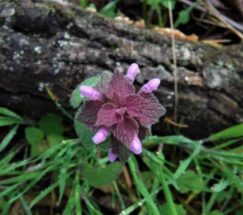 Use purple dead nettle to make pesto, pizza or as a salve for bug bites